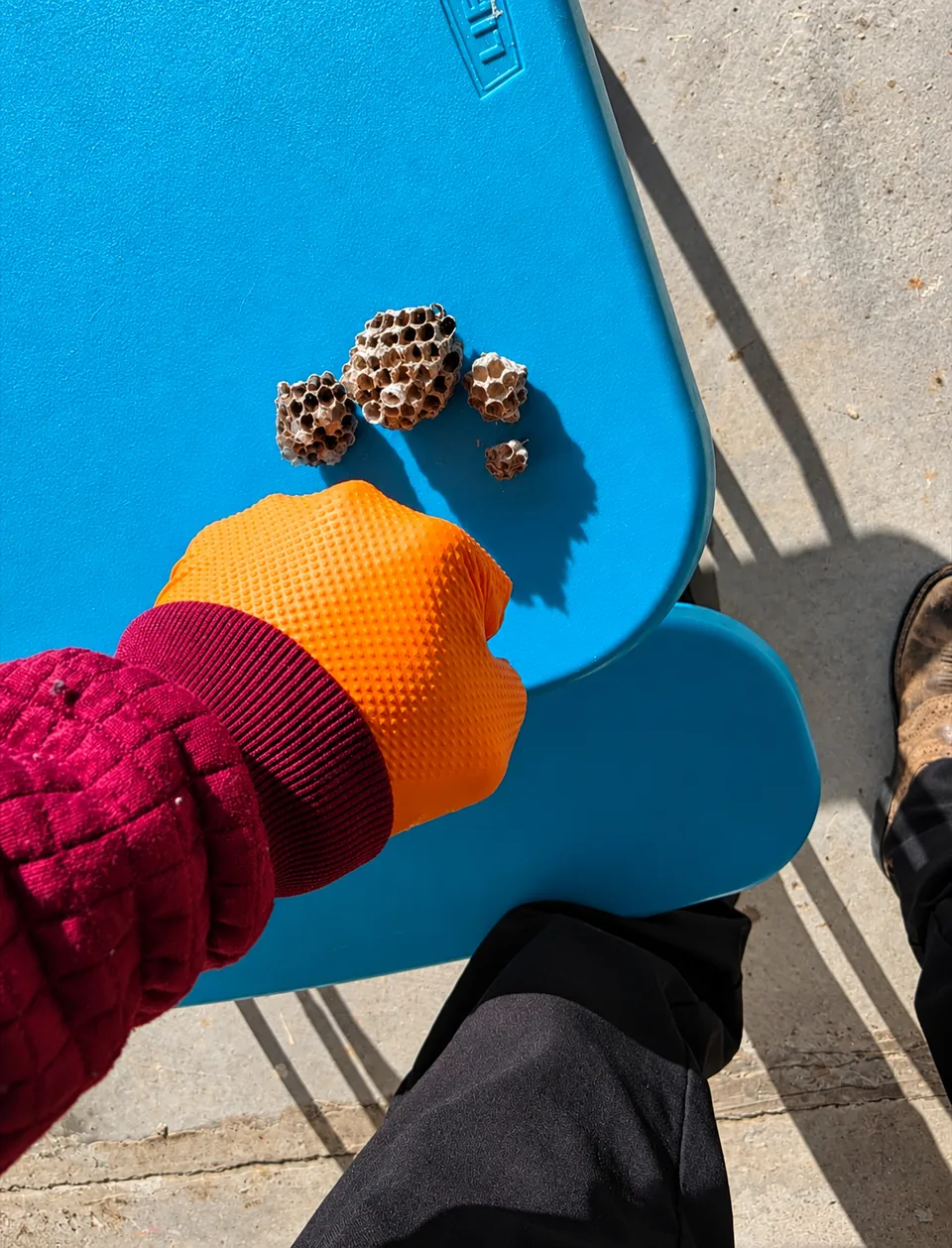 Gloved hand beside pieces of paper wasp nest on an outdoor table