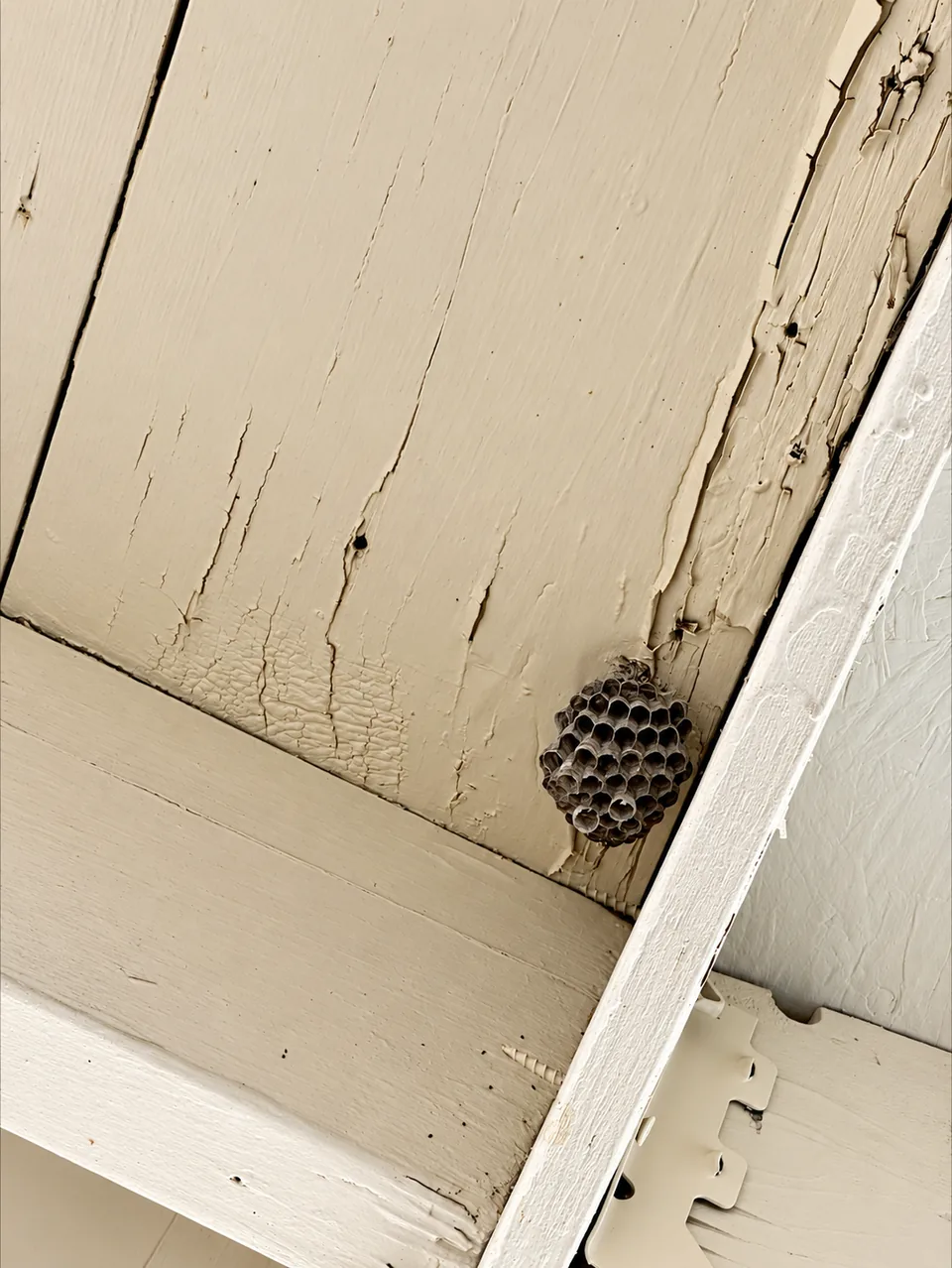 Paper wasp nest beneath painted wooden eaves